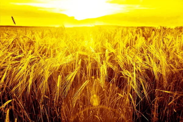 Ripening ears of yellow wheat field — Stock Photo, Image