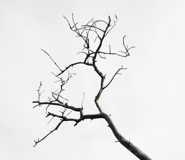 Νεκρό Κλαδί Δέντρου Απομονωμένο Λευκό Φόντο — Φωτογραφία Αρχείου