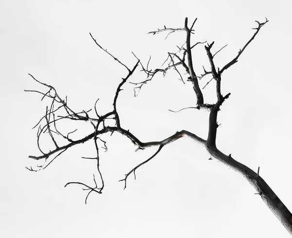 Branche Morte Arbre Isolé Sur Fond Blanc — Photo