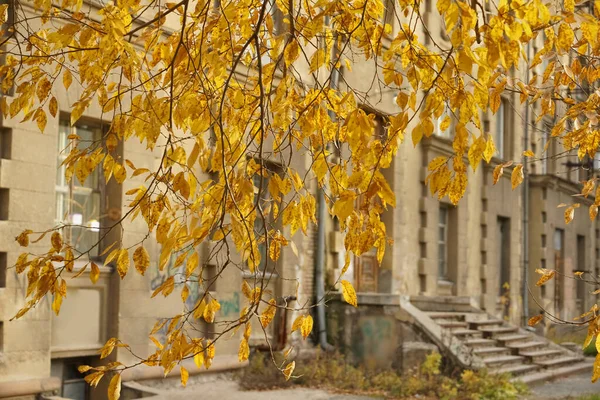 Історична Будівля Восени Житловий Будинок Дерево Осінній Сезон — стокове фото