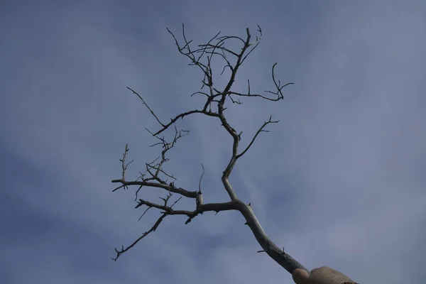 Branche Arbre Sur Fond Bleu Ciel — Photo