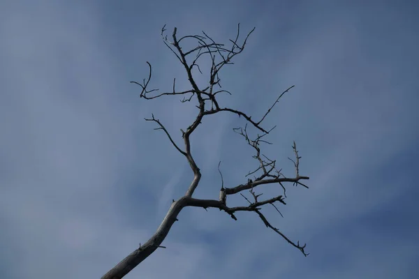Κλαδί Δέντρου Πάνω Στο Φόντο Του Γαλάζιου Ουρανού — Φωτογραφία Αρχείου