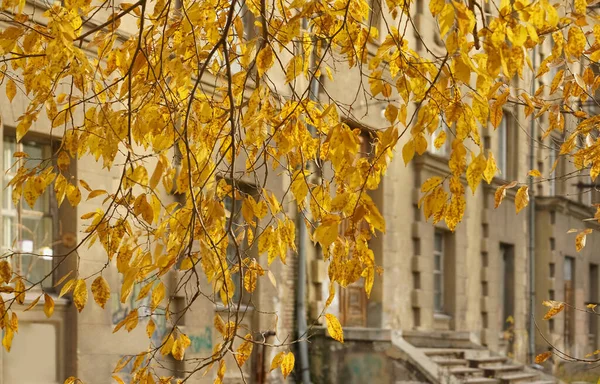 Історична Будівля Восени Житловий Будинок Дерево Осінній Сезон — стокове фото