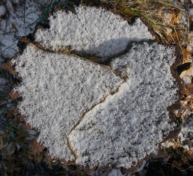 Kış ormanında karların altında ağaç kütüğü. İlk taze kar. en üstteki görünüm.