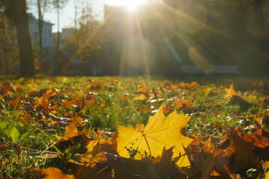 Sonbahar resimli park manzarası. Ekim sabahı parkında yaprakları sarı olan ağaçlar. Parlak tonlarda renkli sonbahar manzarası
