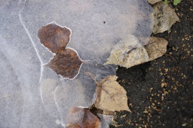 Donmuş toprakla birlikte buz dokusu. Buzun altındaki toprak ve yapraklar..