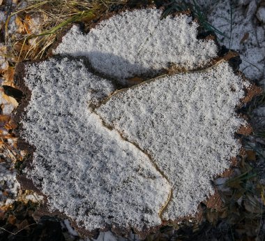 Kış ormanında karların altında ağaç kütüğü. İlk taze kar. en üstteki görünüm.