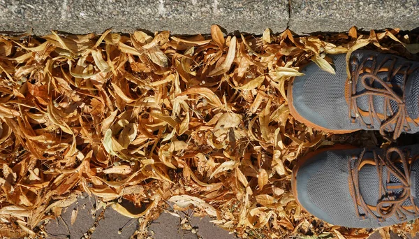 Grå Joggesko Fallende Høstblader Mann Sko Som Står Fargerike Blader – stockfoto