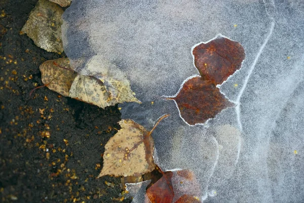 Textura Gelo Com Solo Congelado Terreno Folhagem Sob Gelo — Fotografia de Stock