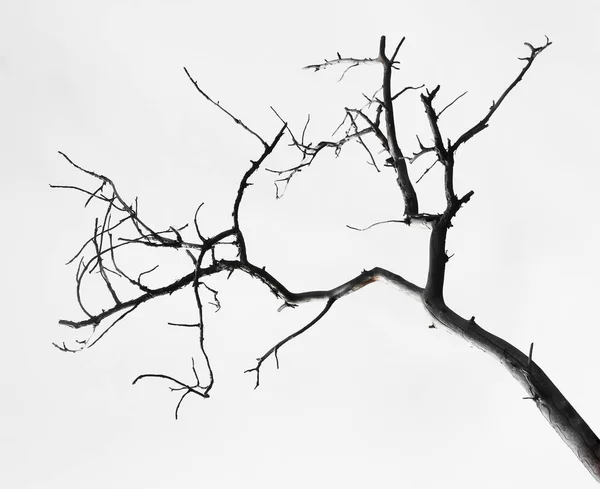 Abgestorbener Ast Eines Baumes Isoliert Auf Weißem Hintergrund — Stockfoto