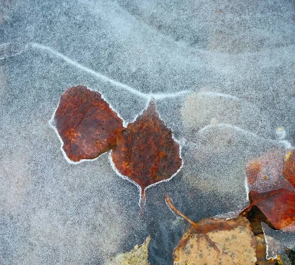 Textura Hielo Con Suelo Congelado Tierra Follaje Bajo Hielo —  Fotos de Stock