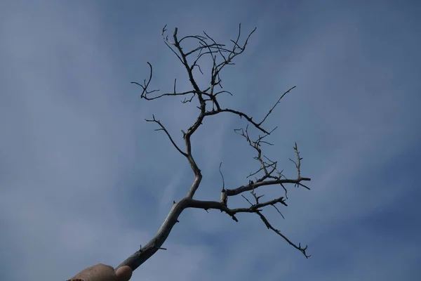 Branche Arbre Sur Fond Bleu Ciel — Photo