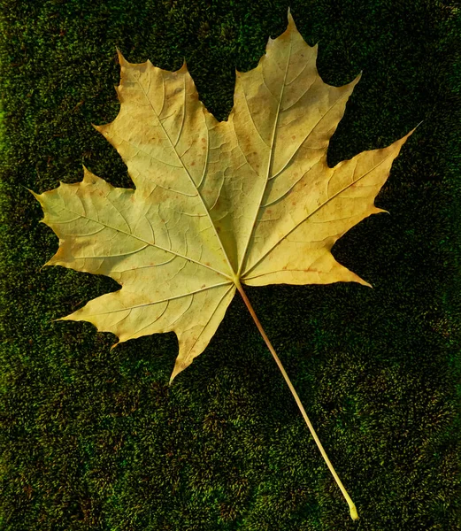 Een Gele Esdoorn Blad Vallen Groen Mos Onder Het Zonlicht — Stockfoto