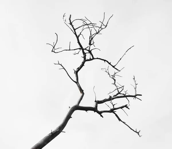 Branche Morte Arbre Isolé Sur Fond Blanc — Photo