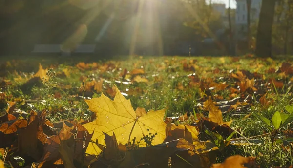 Herbst Malerische Parklandschaft Herbst Bäume Mit Gelbem Laub Oktober Morgen — Stockfoto