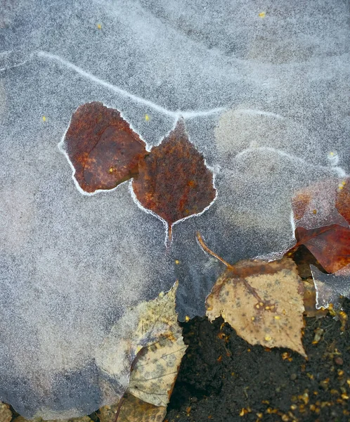冰质与冻土 冰下的土地和树叶 — 图库照片
