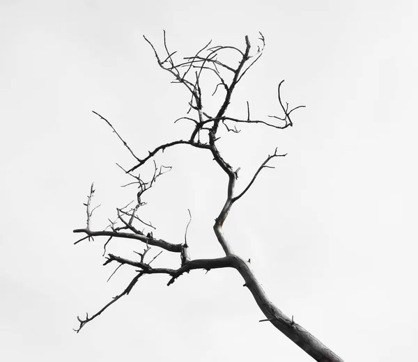 Branche Morte Arbre Isolé Sur Fond Blanc — Photo