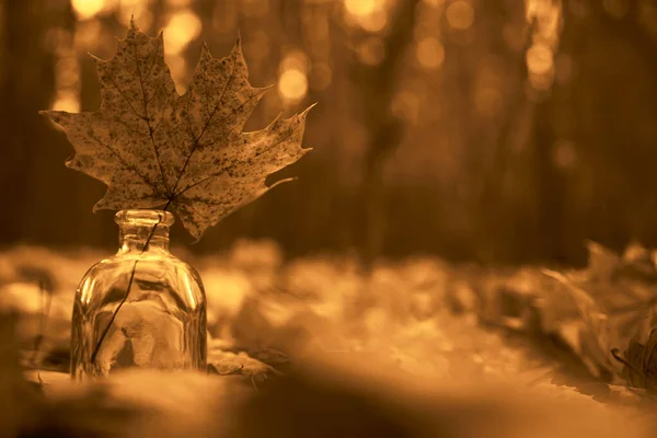 玻璃瓶中的枫叶 秋季公园背景 — 图库照片