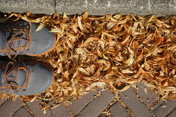 Gray Sneakers Fallen Autumn Leaves Man Shoes Standing Colorful Leaves — Stock Photo, Image