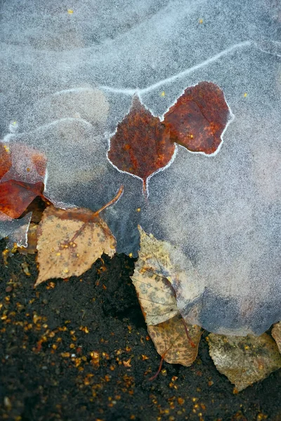 Donmuş Toprakla Birlikte Buz Dokusu Buzun Altındaki Toprak Yapraklar — Stok fotoğraf
