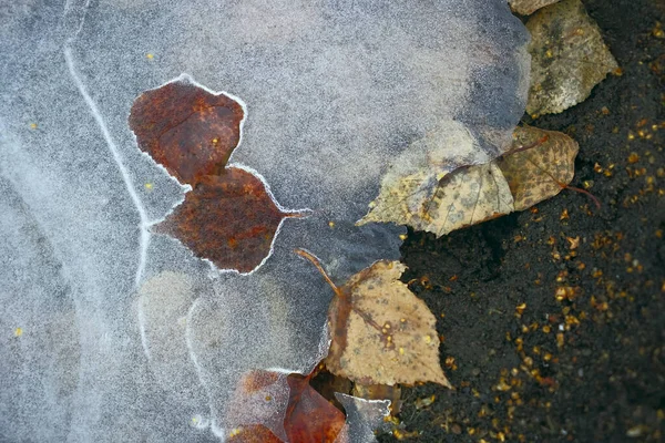 Eisbeschaffenheit Mit Gefrorenem Boden Land Und Laub Unter Eis — Stockfoto