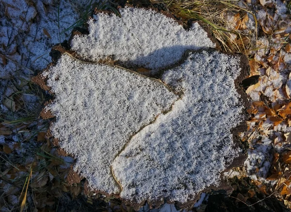 Pniak Drzewa Pod Śniegiem Zimowym Lesie Pierwszy Świeży Śnieg Widok — Zdjęcie stockowe