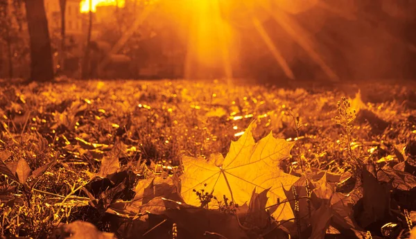 Jesienny Malowniczy Krajobraz Parku Jesienne Drzewa Żółtymi Liśćmi Październiku Rano — Zdjęcie stockowe