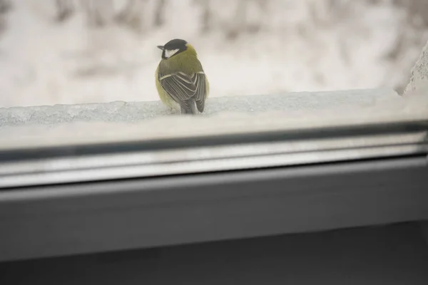 Winter Landscape Tit Sitting Windowsill — Stock Photo, Image