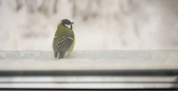 Winter Landscape Tit Sitting Windowsill — Stockfoto