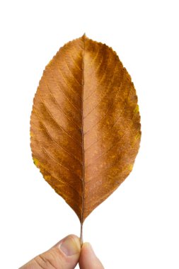 Kahverengi yaprak elinde. Beyaz arkaplanda kuru yaprak tutan parmaklar.