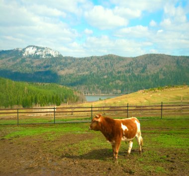 Karlı dağlarda Alp ineği otlağı.