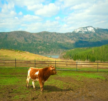 Karlı dağlarda Alp ineği otlağı.
