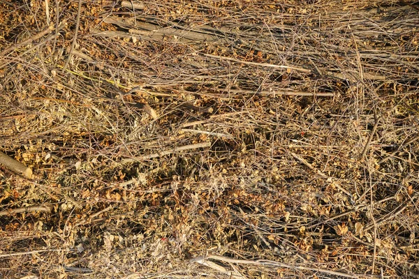 Упакованные Стволы Высушены Дрова Деревянный Фон Сухие Листья Сухие Ветви — стоковое фото