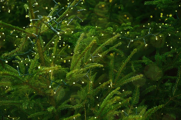 Ramo Verde Una Ghirlanda Pino Natale Sullo Sfondo Con Luci — Foto Stock