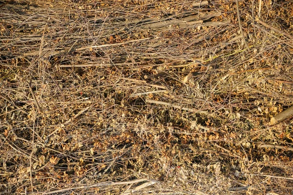Naskládané Kmeny Vysušené Dřevo Dřevěné Pozadí Uvadlé Listy Suché Větve — Stock fotografie