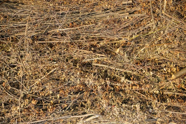 Stablede Kofferter Tørket Til Ved Trebakgrunn Tørket Bladverk Tørkede Grener – stockfoto