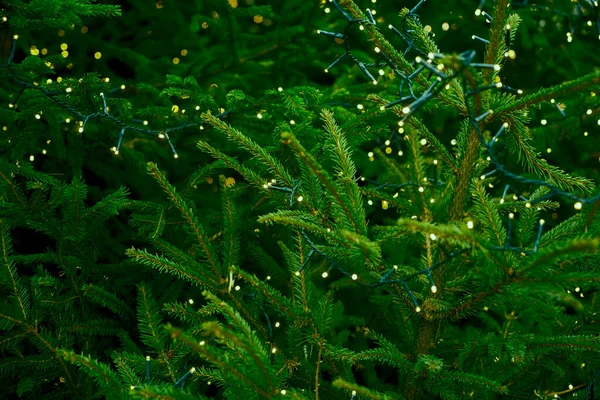 Rama Verde Una Guirnalda Pino Navidad Fondo Con Luces Brillantes —  Fotos de Stock