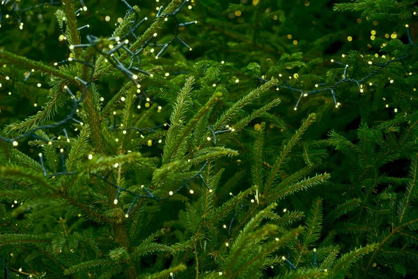 Groene Tak Van Een Kerst Dennenslinger Achtergrond Met Gloeiende Lichten — Stockfoto