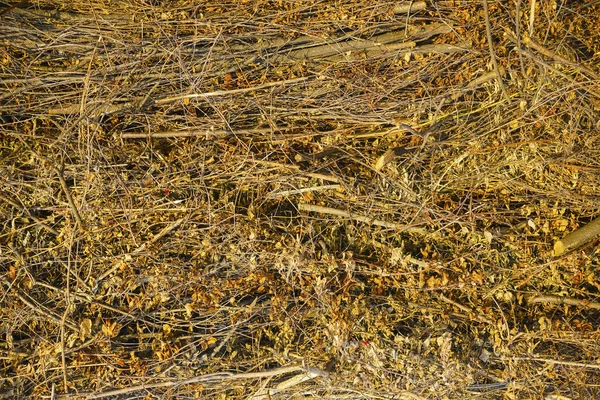 薪のために乾燥した幹を積層 木製の背景 枯れた葉や乾燥した枝 — ストック写真