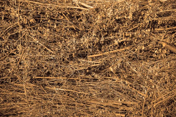 Stacked Trunks Dried Firewood Wooden Background Withered Foliage Dry Branches — Stock Photo, Image