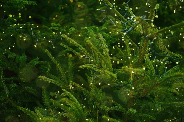 Groene Tak Van Een Kerst Dennenslinger Achtergrond Met Gloeiende Lichten — Stockfoto