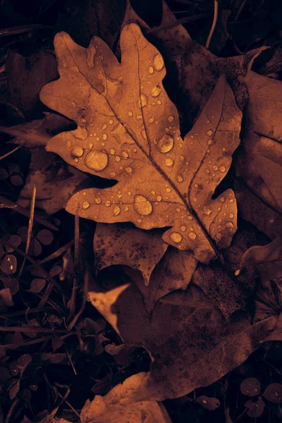 Падшие Дубовые Листья Росой Осенние Дубовые Листья Капли Воды Осенние — стоковое фото