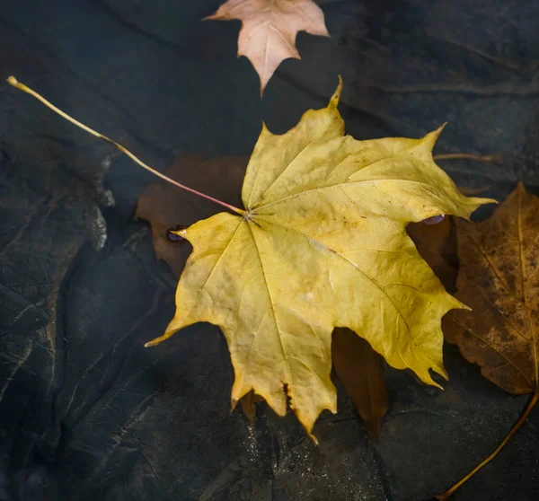 秋は水たまりの中で凍る 秋の黄色いカエデの葉が氷で覆われています 初冬だ 寒さは近い — ストック写真