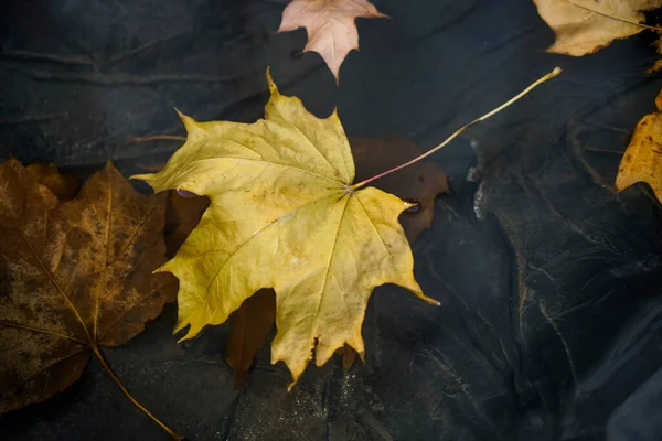 秋天的叶子冻在水坑里 秋天的黄枫叶被冰覆盖着 冷得很 — 图库照片