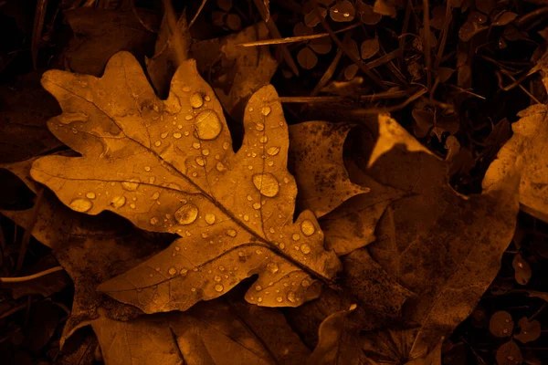 Foglie Quercia Cadute Con Rugiada Autunno Foglie Quercia Gocce Acqua — Foto Stock