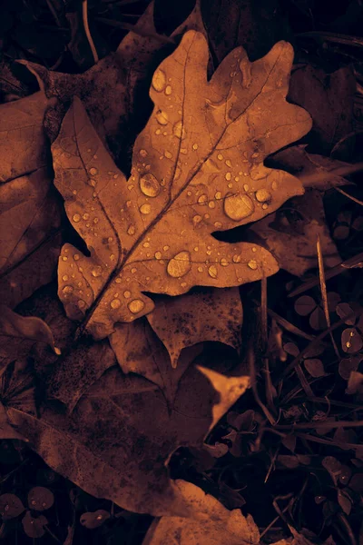 Падшие Дубовые Листья Росой Осенние Дубовые Листья Капли Воды Осенние — стоковое фото