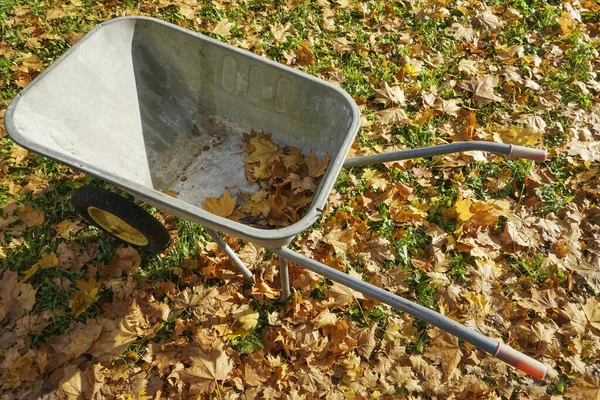 Carrinho Mão Metal Para Jardineiro Que Recolhe Folhas Amarelas Caídas — Fotografia de Stock