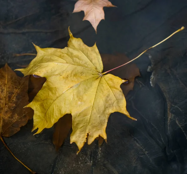 Hojas Otoño Congeladas Charco Hojas Arce Amarillo Otoño Cubiertas Hielo — Foto de Stock