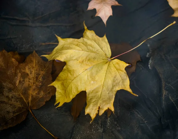 가을에는 흙탕물에 얼어붙는다 노란색의 단풍나무 얼음으로 추위가 가까워요 — 스톡 사진
