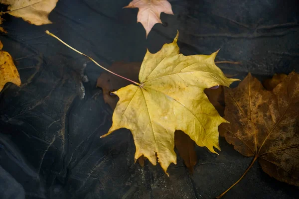 Herbstblätter Gefroren Pfützen Herbstgelbe Ahornblätter Mit Eis Bedeckt Der Frühe — Stockfoto